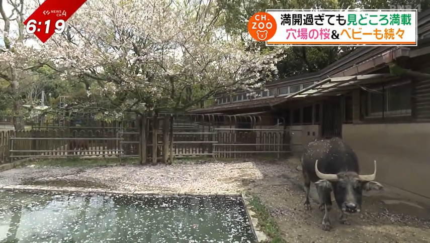 「スイギュウと桜」