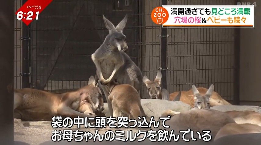 お母さんのミルクを飲むカンガルー