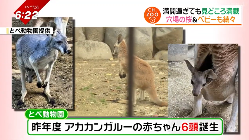 アカカンガルーの赤ちゃんが6頭誕生