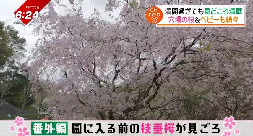 園に入る前の遊歩道にある枝垂桜