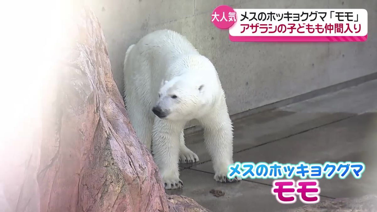 大型連休のにぎわい　男鹿水族館ではモモが人気集める