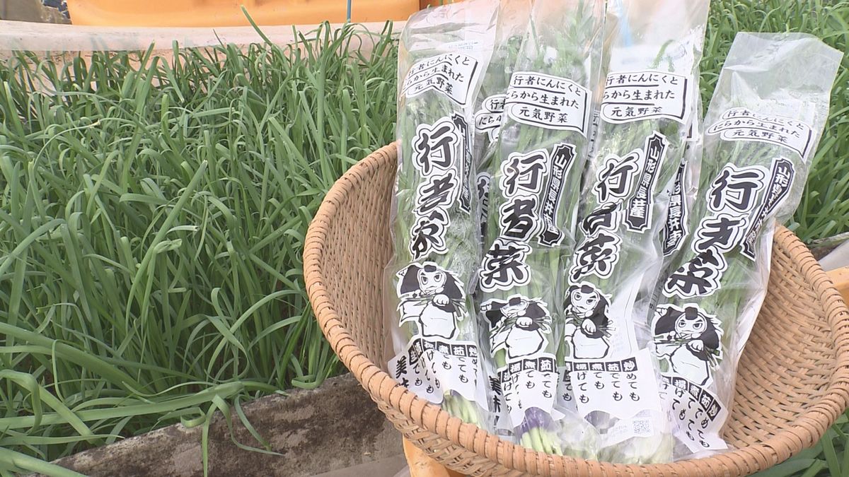 暖冬の影響で1か月遅れ　長井市で行者ニンニクとニラを交配させた野菜「行者菜」の出荷始まる