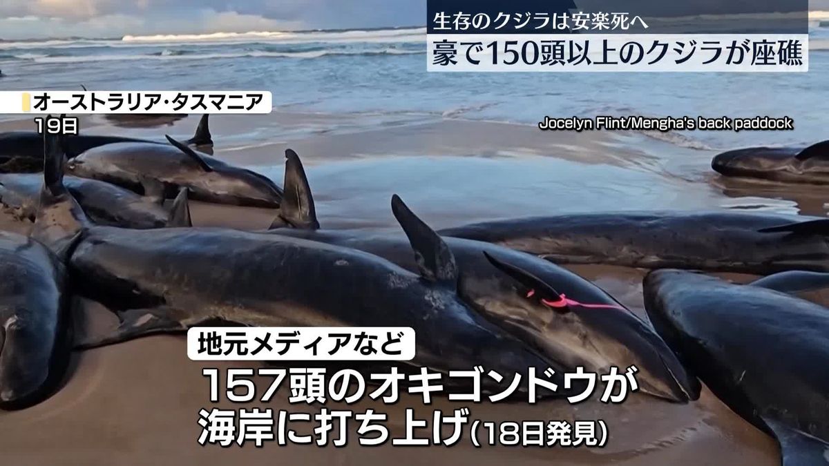 タスマニア島でクジラ150頭以上が座礁　生存のクジラは安楽死へ