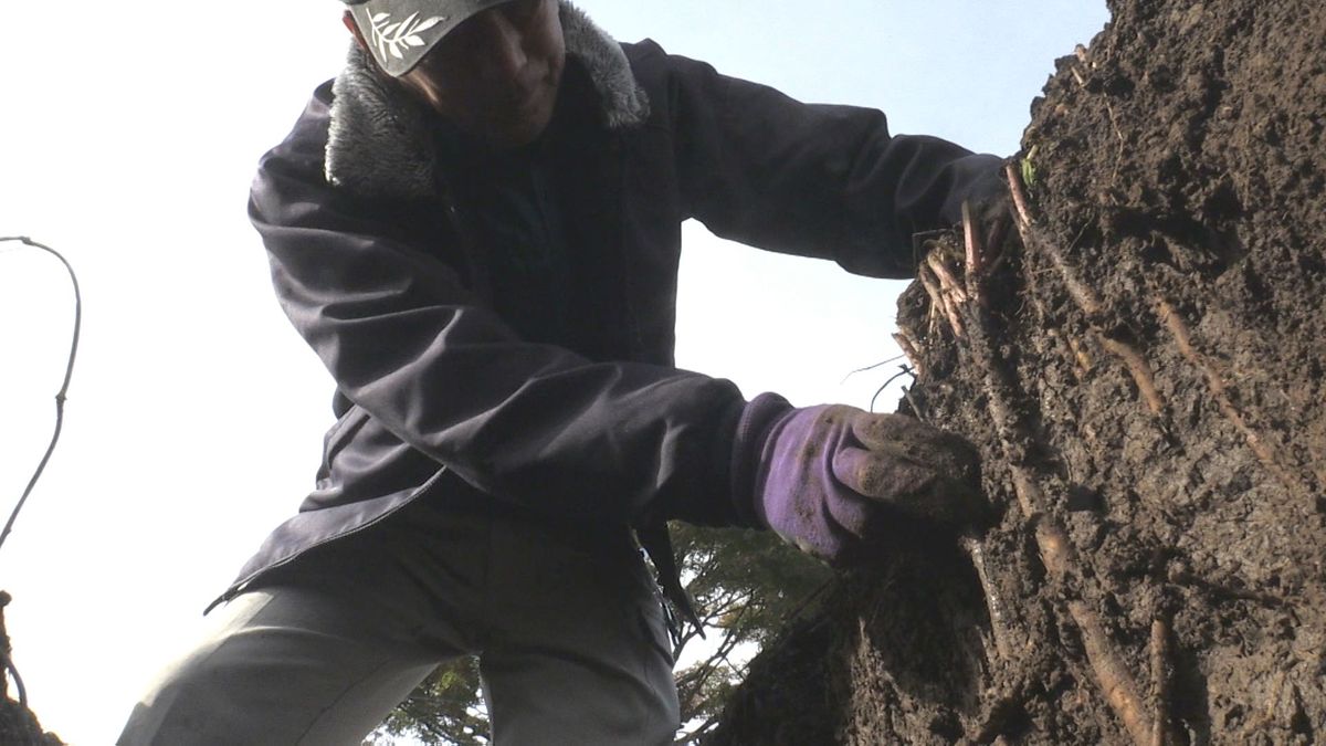 「新田ごぼう」収穫始まる 豊かな香りでみずみずしく 100年以上前から栽培続く 小浜市の伝統野菜 