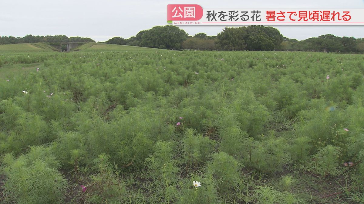 【影響】ひんやり平年並みの気温　でも秋を彩るコスモス畑は緑色のまま　夏の猛暑で野菜も高い　今後の見通しは　福岡