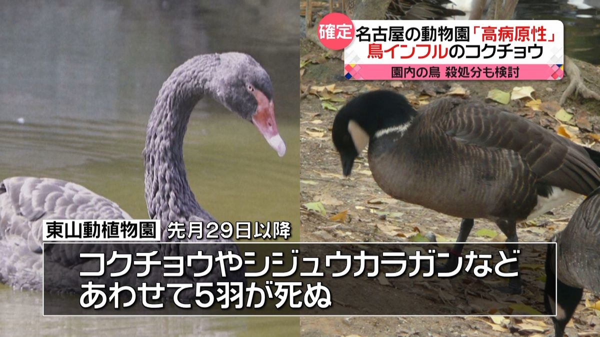 死んだコクチョウ３羽が高病原性鳥インフル