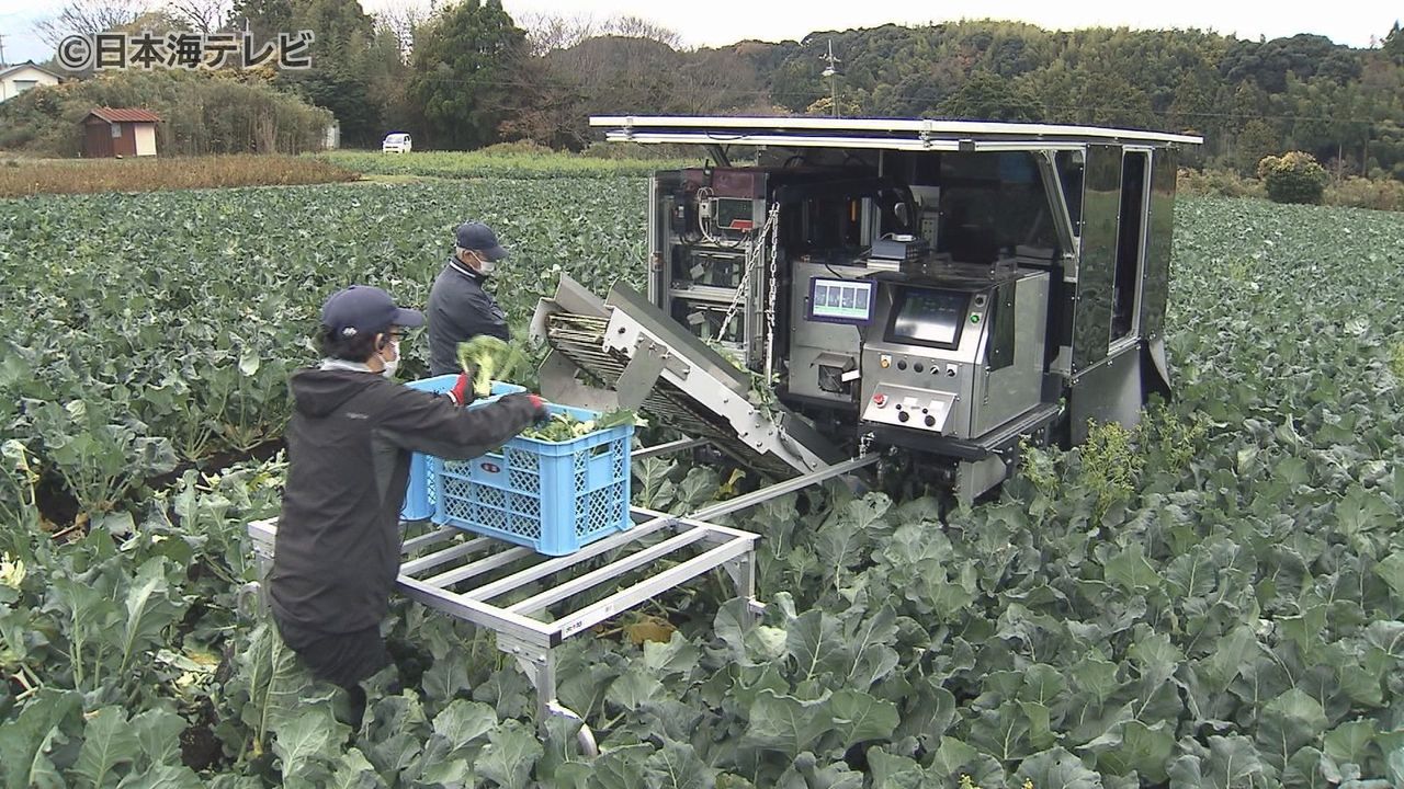 ブランド品“大山ブロッコリー” AI機能を活かした収穫機に注目集まる 実演会開催 鳥取県大山町（2023年12月14日掲載）｜日テレNEWS NNN