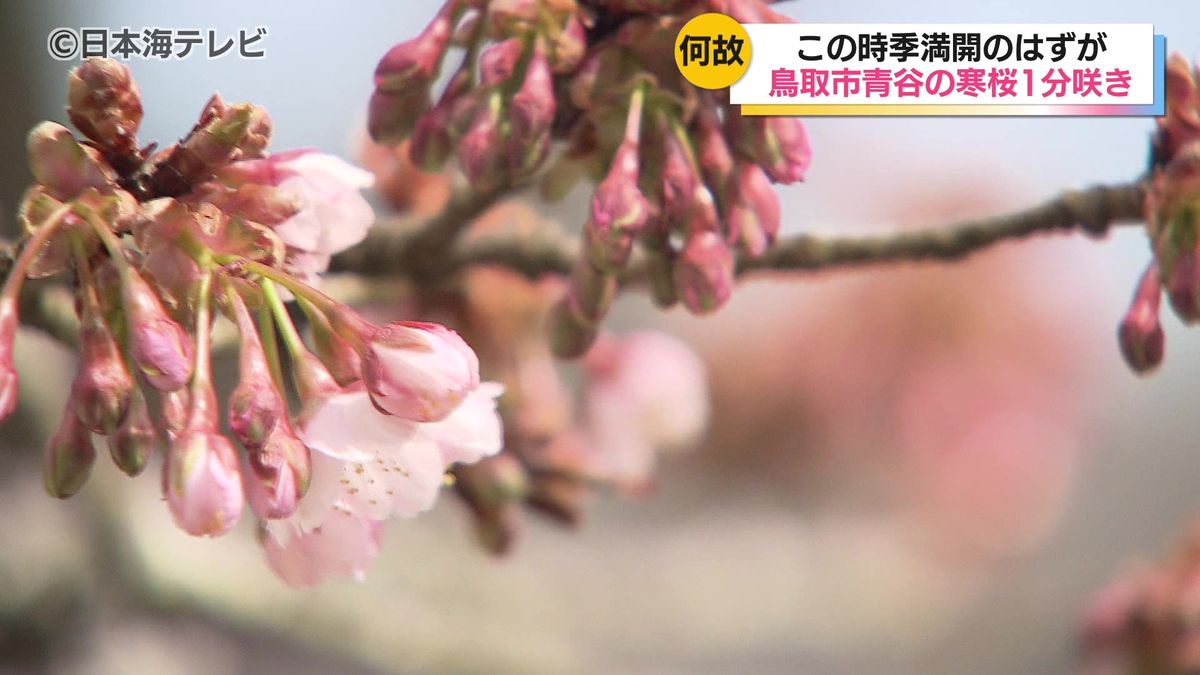 日置谷の寒桜に異変？　開花遅れ、つぼみはほとんど閉じたまま　2月の気温の低さが大きな要因か…　鳥取県鳥取市