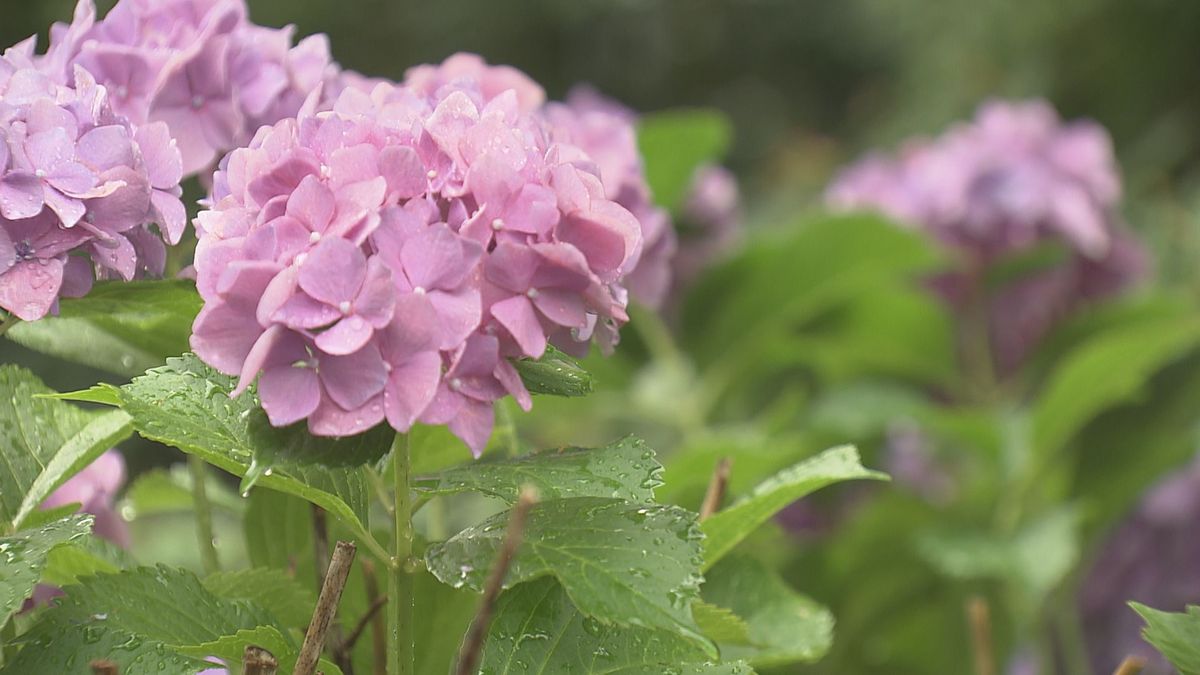 濡れて鮮やかさ増すアジサイ　約半月ぶりのまとまった雨　午後には上がる見込み　福井市･足羽山