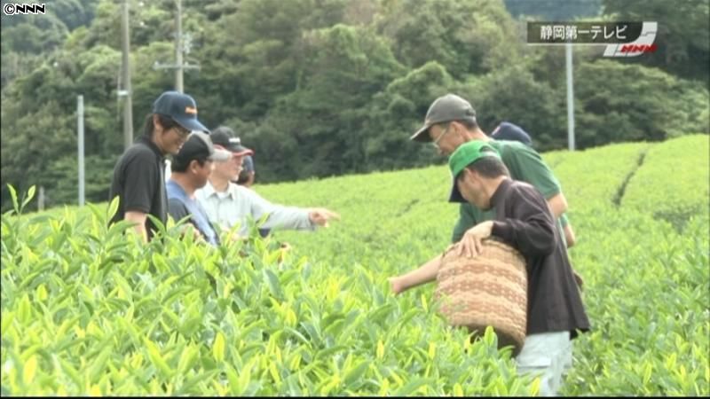 １日限定、秋摘み茶の収穫　静岡・菊川市