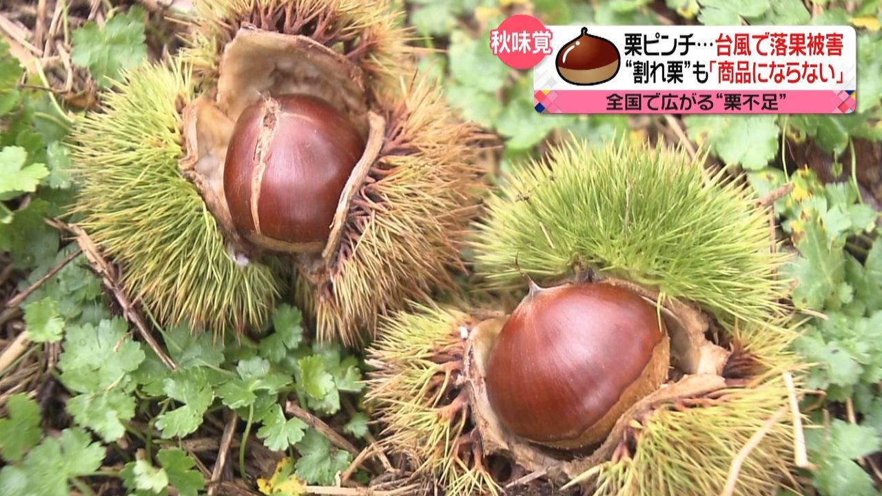 生産現場に“異変”…秋の味覚「栗」ピンチ（2019年10月8日掲載）｜日テレNEWS NNN