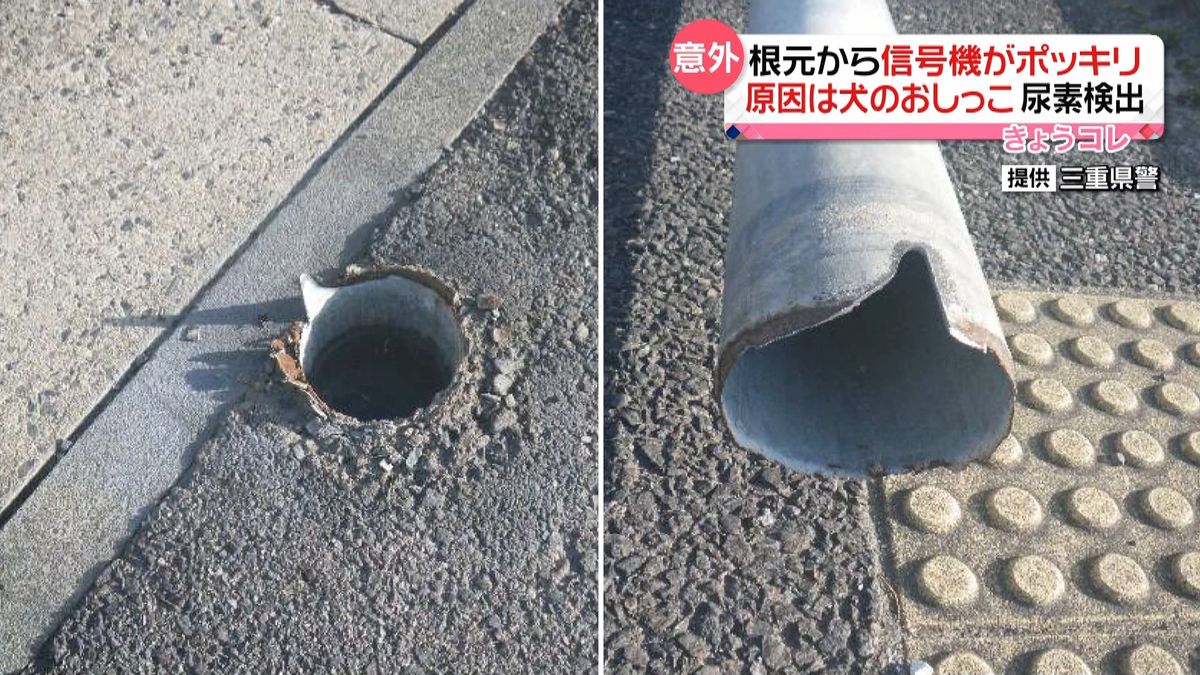 犬の“おしっこ”で…　信号機が根元から