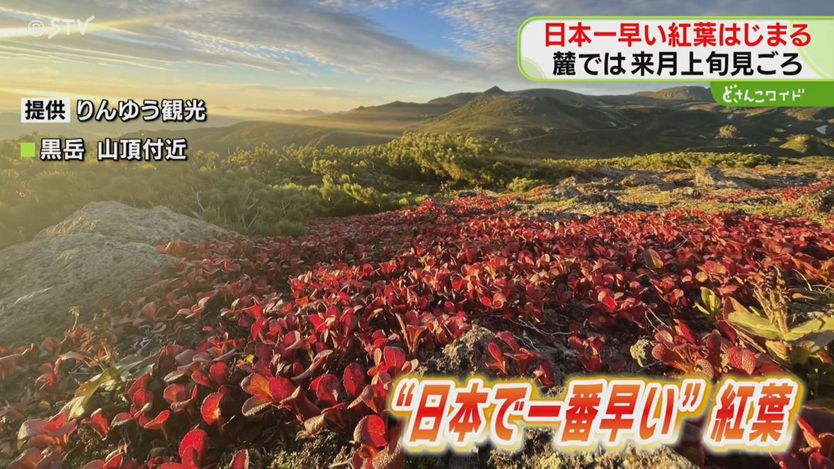 【綺麗】夏の名残のなか…紅葉きたー！「日本一早い紅葉」北海道・大雪山系黒岳で秋の気配到来