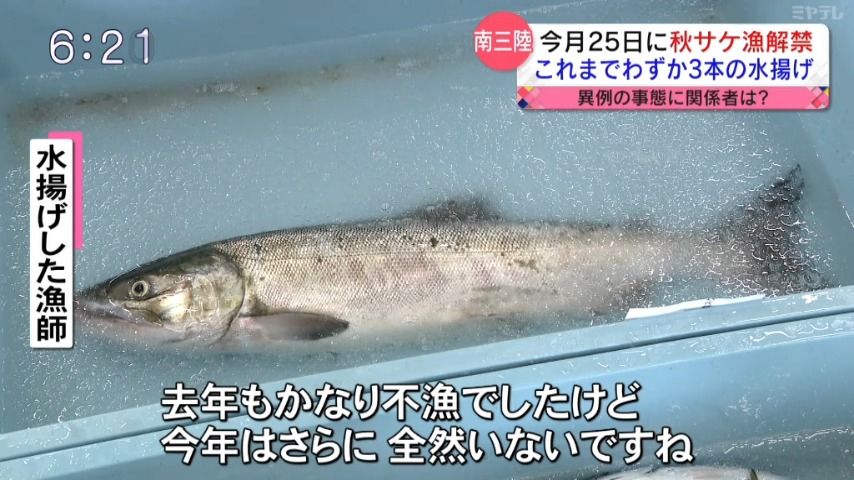 【異例の不漁】9月25日に秋サケ漁解禁も　南三陸町・解禁後の水揚げ「わずか3本」（宮城）