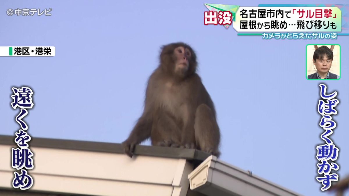 名古屋市内で「サル目撃」各地で通報相次ぐ　警察はサルを見かけたら目を合わさず、その場から離れるよう呼びかけ