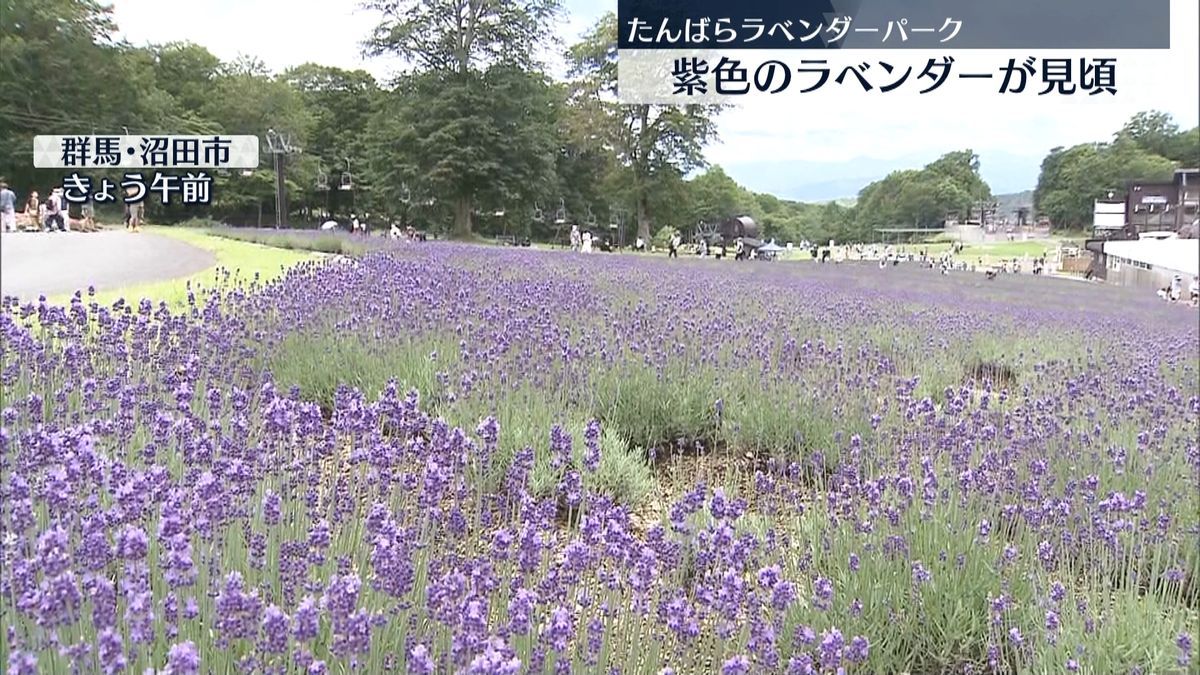 玉原高原で早咲きのラベンダー「こいむらさき」見頃むかえる　群馬・沼田市