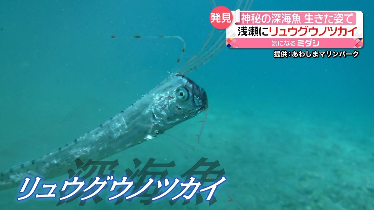 “神秘の深海魚”生きた姿でみつかる　静岡