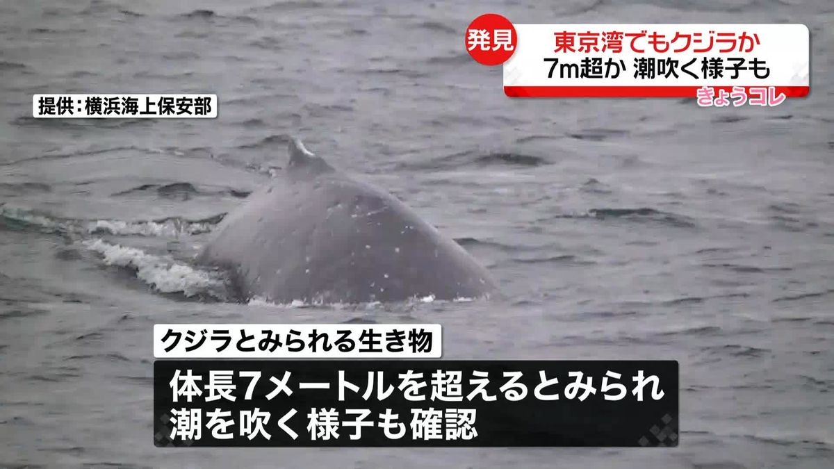 東京湾でも“クジラ目撃”　担当者「頻繁にあることではない」　７メートル超か…潮吹く様子も　