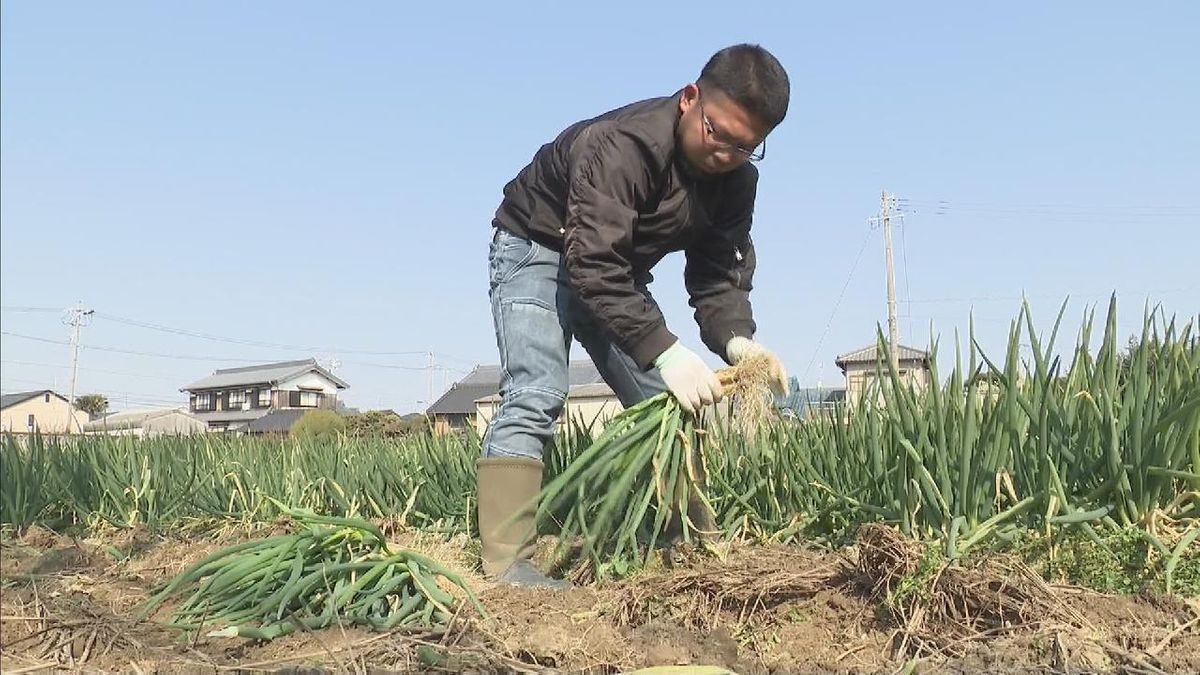 甘みと香りが強い「法性寺ねぎ」　収穫の最盛期迎える　愛知・岡崎市