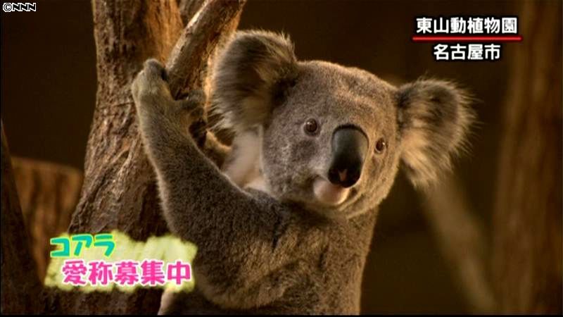 豪から雄のコアラが仲間入り　東山動物園