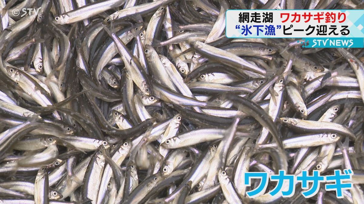 天ぷらがオススメ…網走湖の冬風物詩ワカサギ“氷下漁”いまが最盛期！