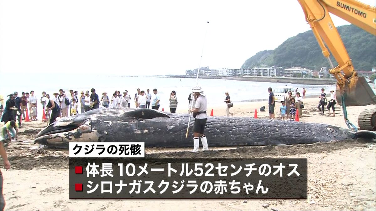 国内初　鎌倉の海岸に「シロナガスクジラ」
