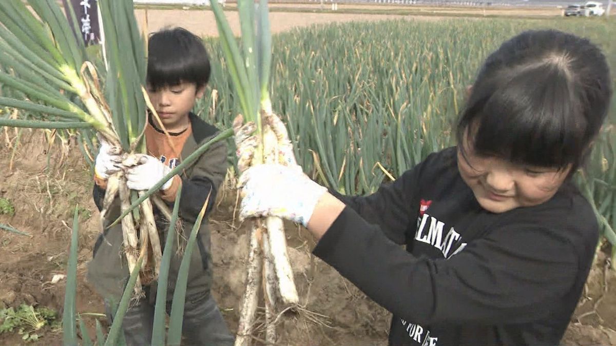 去年の2倍近い太さに成長　家族でネギの収穫楽しむ＜宮城・大崎市＞