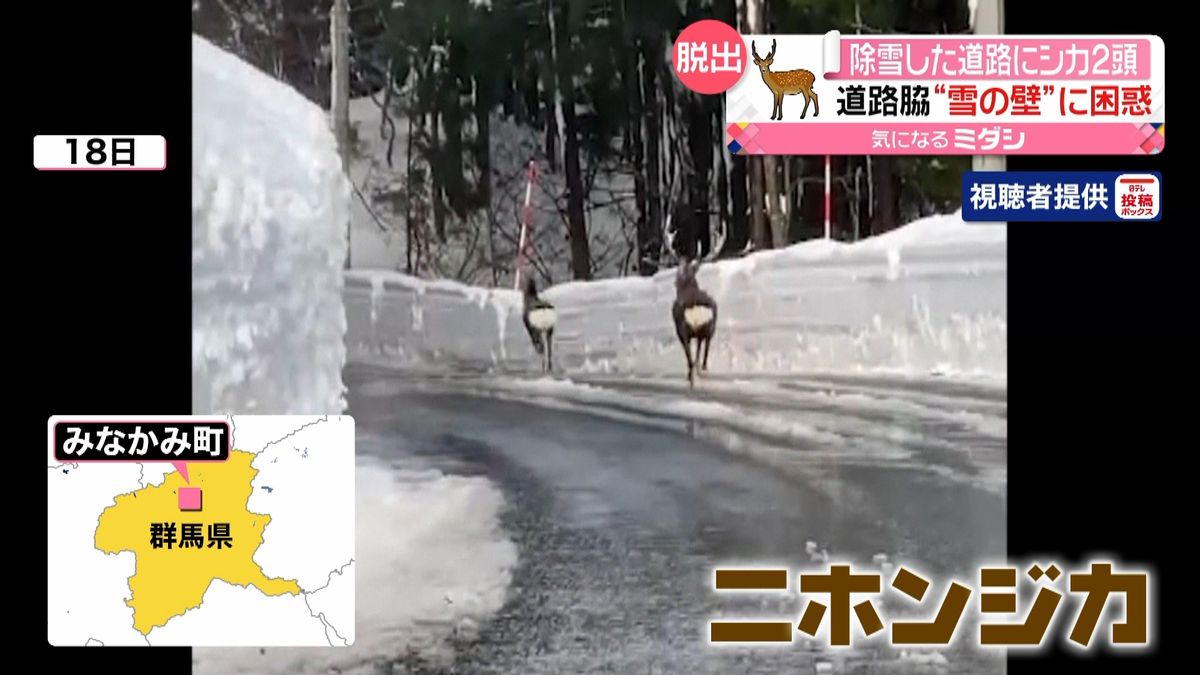 除雪した道路にシカ２頭“雪の壁”に困惑…