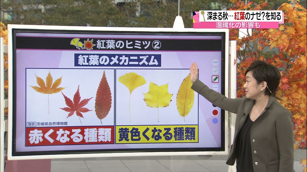 赤・黄…色の違いはナゼ？　紅葉のヒミツ