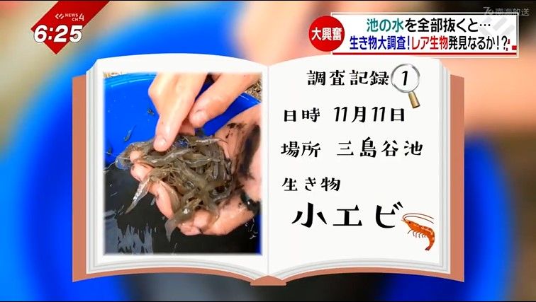 開始早々に見つけた大量の“小エビ”