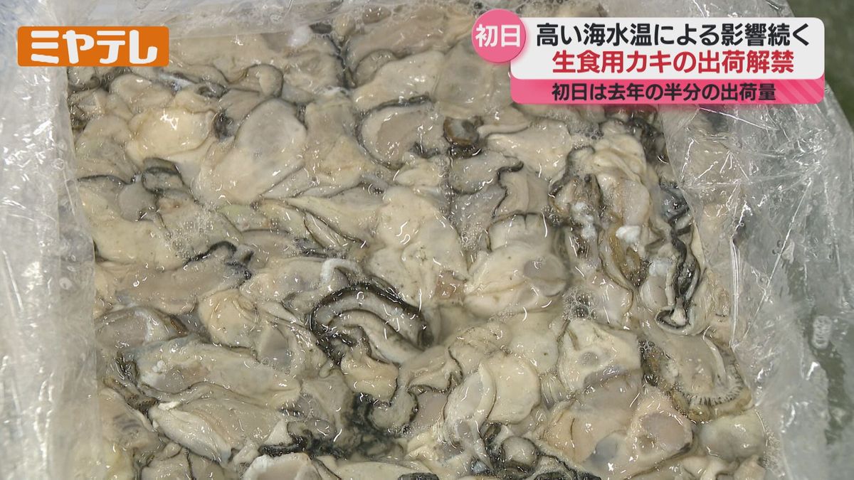 ＜出荷”解禁”＞宮城の『生食用カキ』　初日の出荷量は”去年の半分”　高い海水温による生育への影響続く