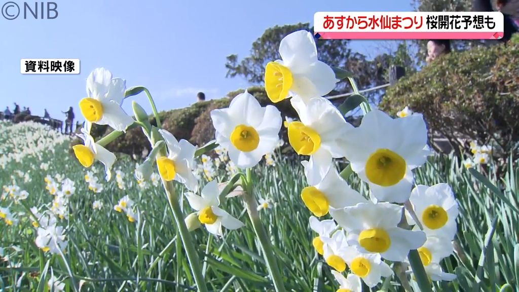 春の訪れ告げる花1000万本咲き誇る　13日から「のもざき水仙まつり」《長崎》