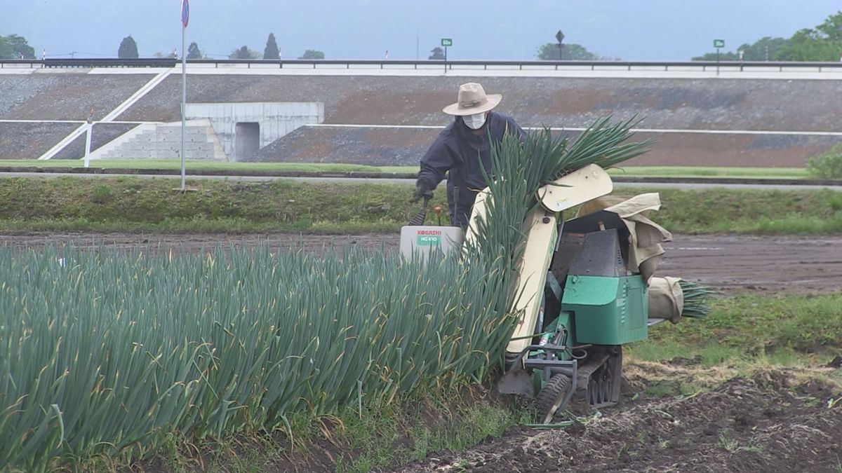 厳しい寒さ耐え抜きシャキシャキとした食感に　「越冬ネギ」の収穫が大野市で始まる　