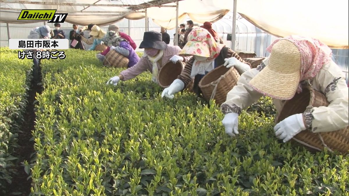 ハウス新茶の摘み取りが始まる（島田市）