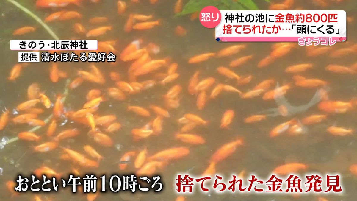 神社の池に金魚800匹捨てられる　8人がかり2時間半かけて網で…　鹿児島・霧島市