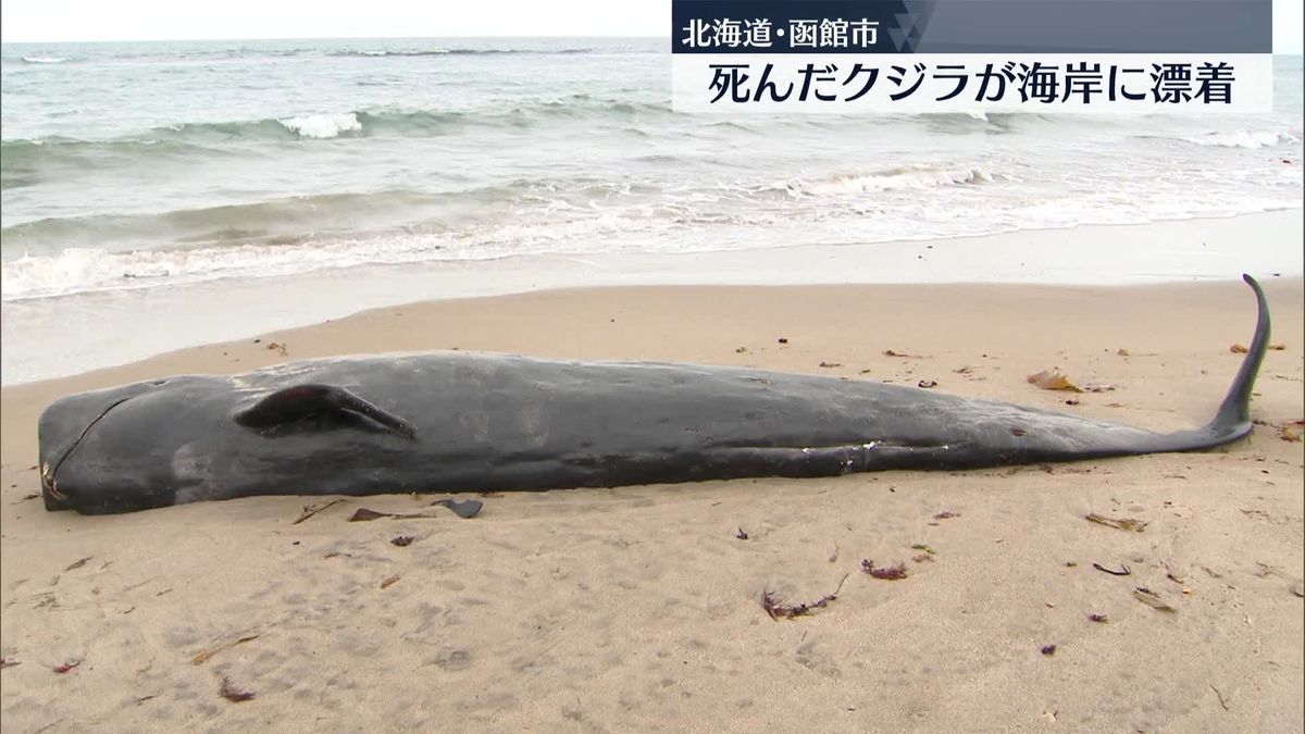 函館市の海岸に…死んだクジラ1頭が漂着