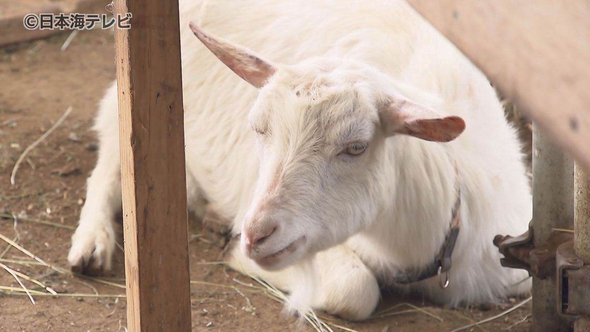 扇風機8台をフル稼働で動物の暑さ対策　動物触れ合い施設では暑さ対策に奔走　島根県松江市