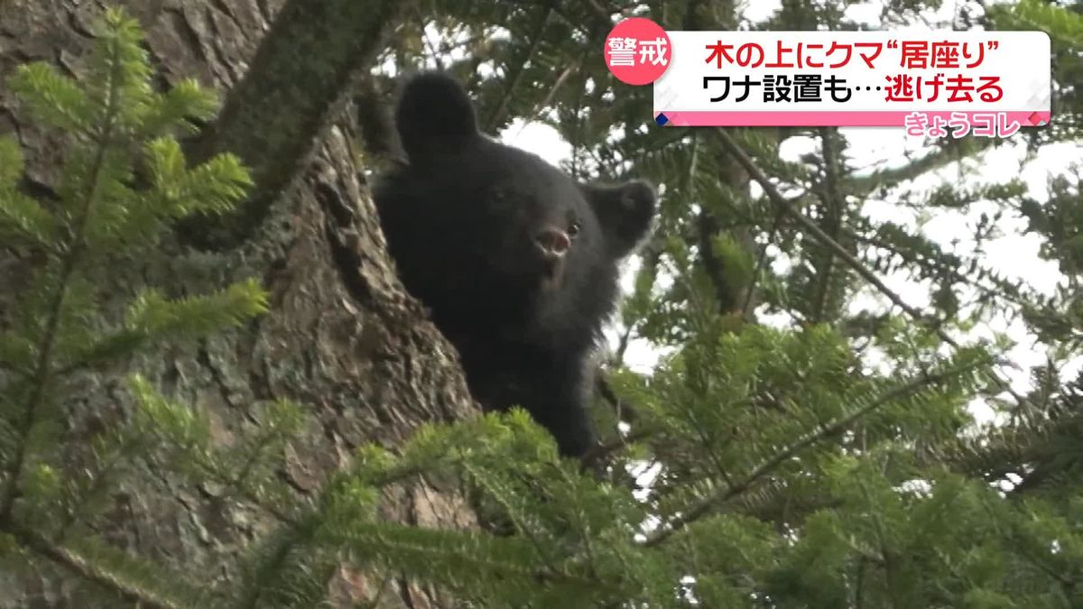 声をあげ…木の上にクマ“居座り”　ワナ設置も逃げ去る　秋田・仙北市