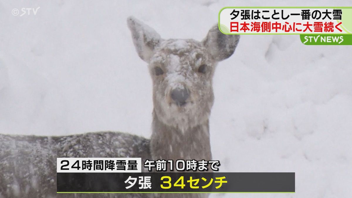 シカの顔も雪だらけ…「春が待ち遠しい」夕張市で降雪34センチ　ことし一番の大雪　北海道