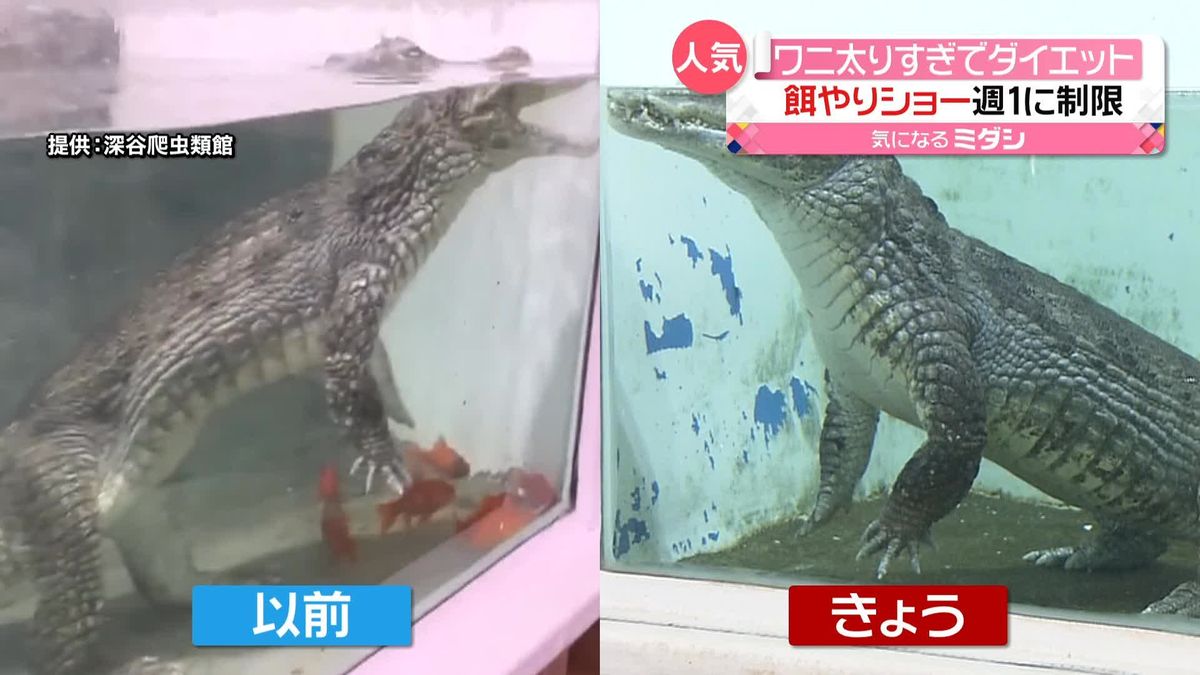 おなか“ふっくら”…ワニ太りすぎてダイエット　餌やりショー週1回に制限　埼玉