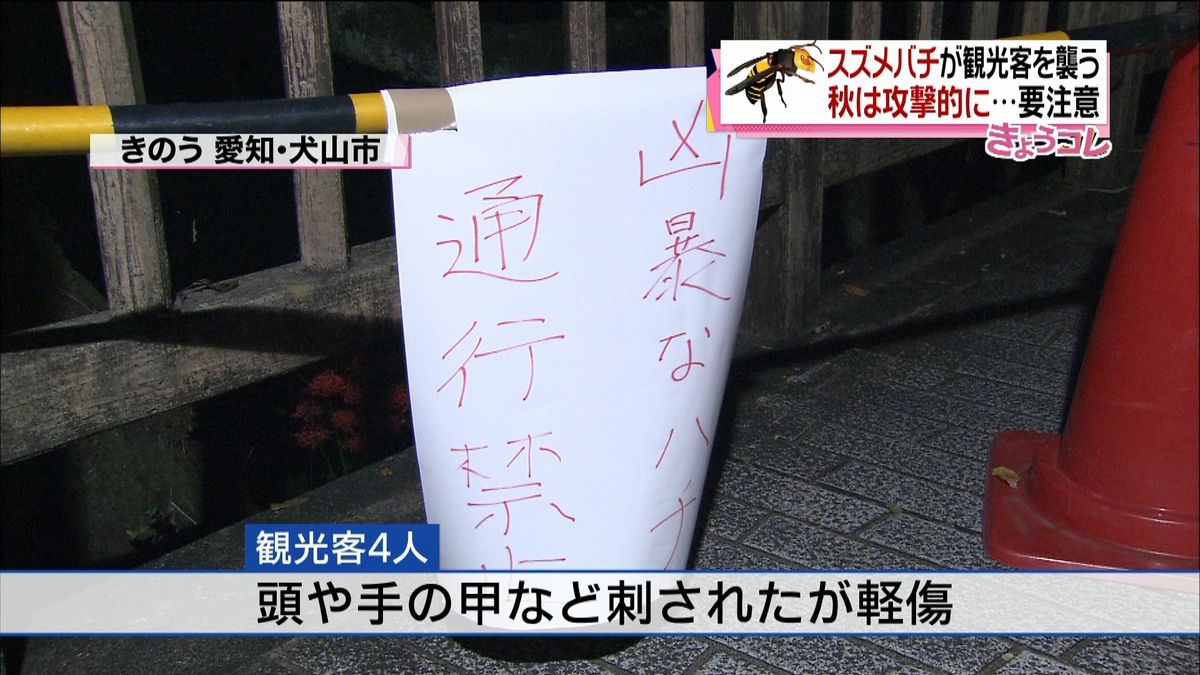 犬山城近くで４人ハチに刺される　巣は駆除