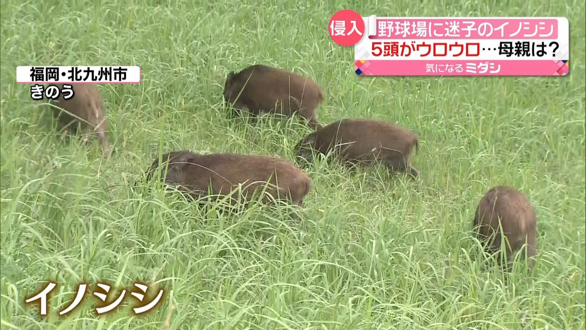 野球場に迷子のイノシシ…５頭がウロウロ