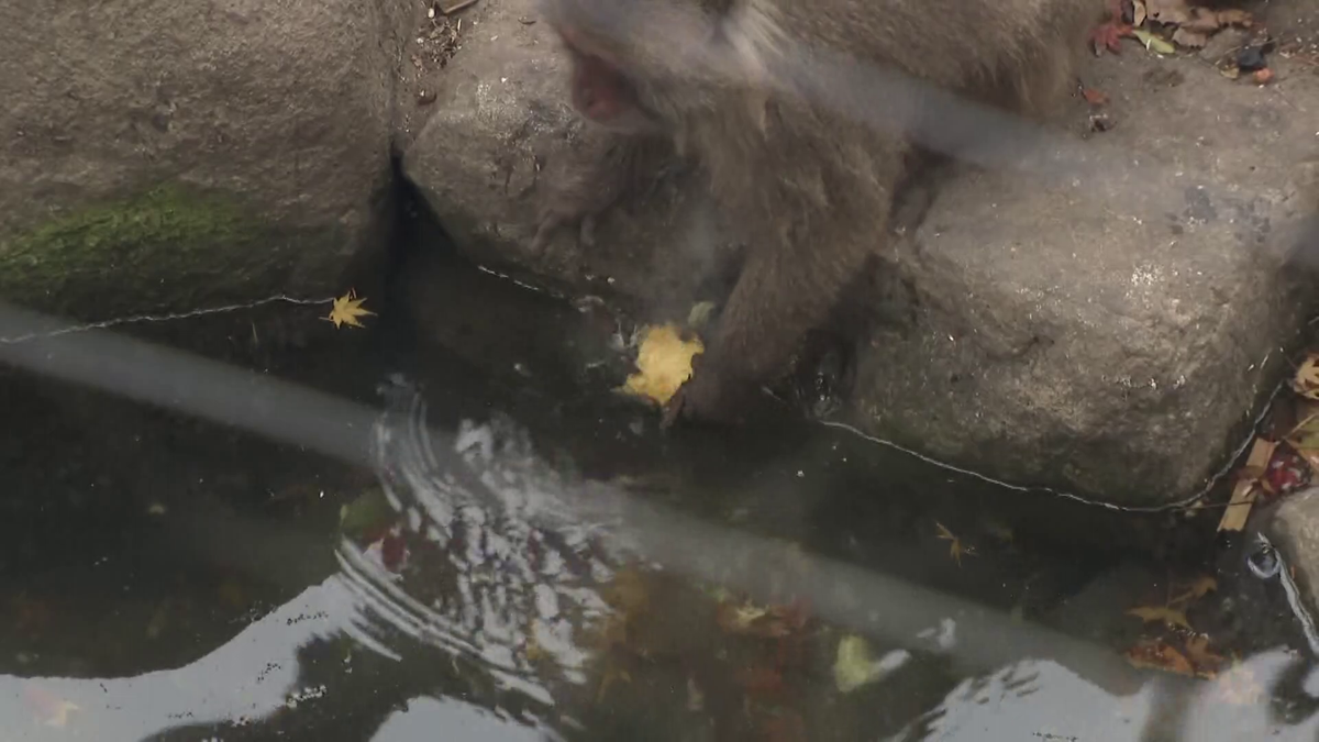 池で焼き芋を洗って落としてしまうことも…