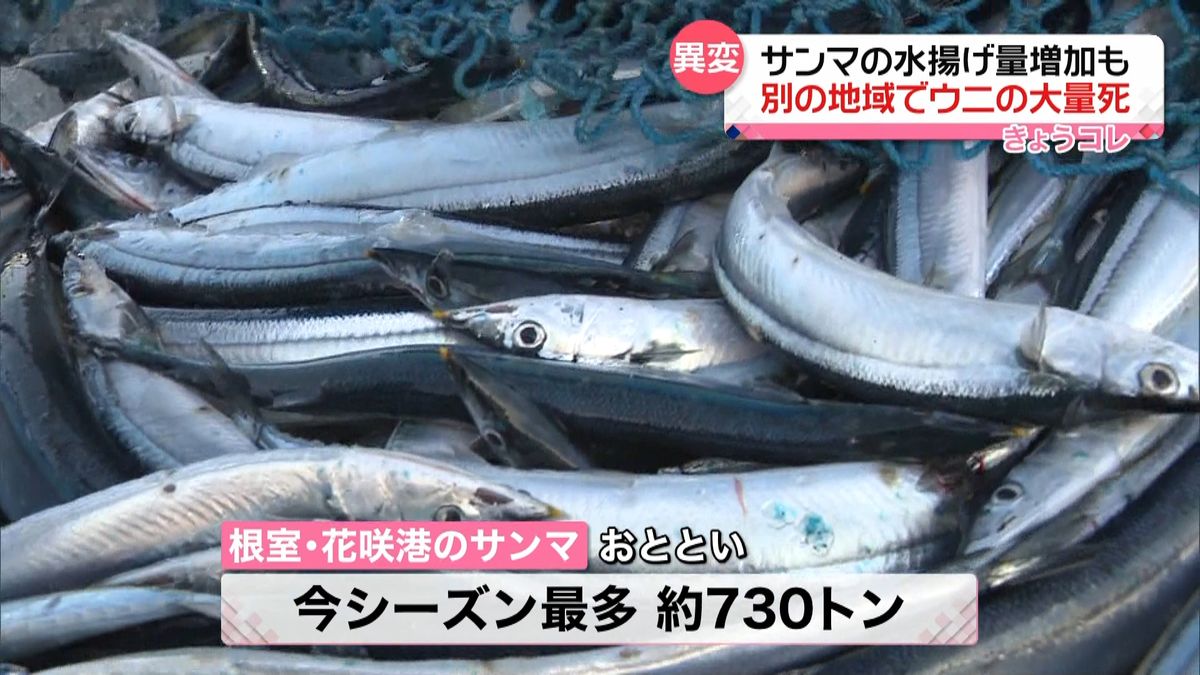 サンマ水揚げ量増加もウニが大量死　北海道