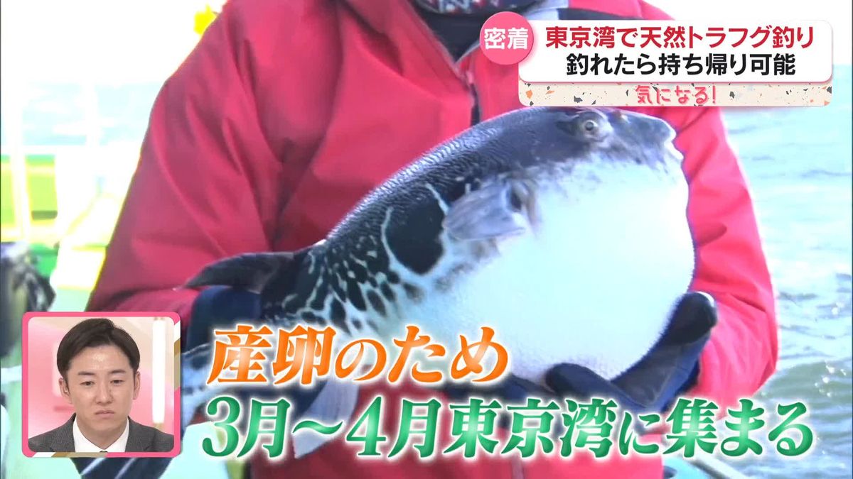 天然トラフグ　東京湾で漁獲量急増のナゼ　「どんどんとれてほしい」海水温上昇で産卵場に？