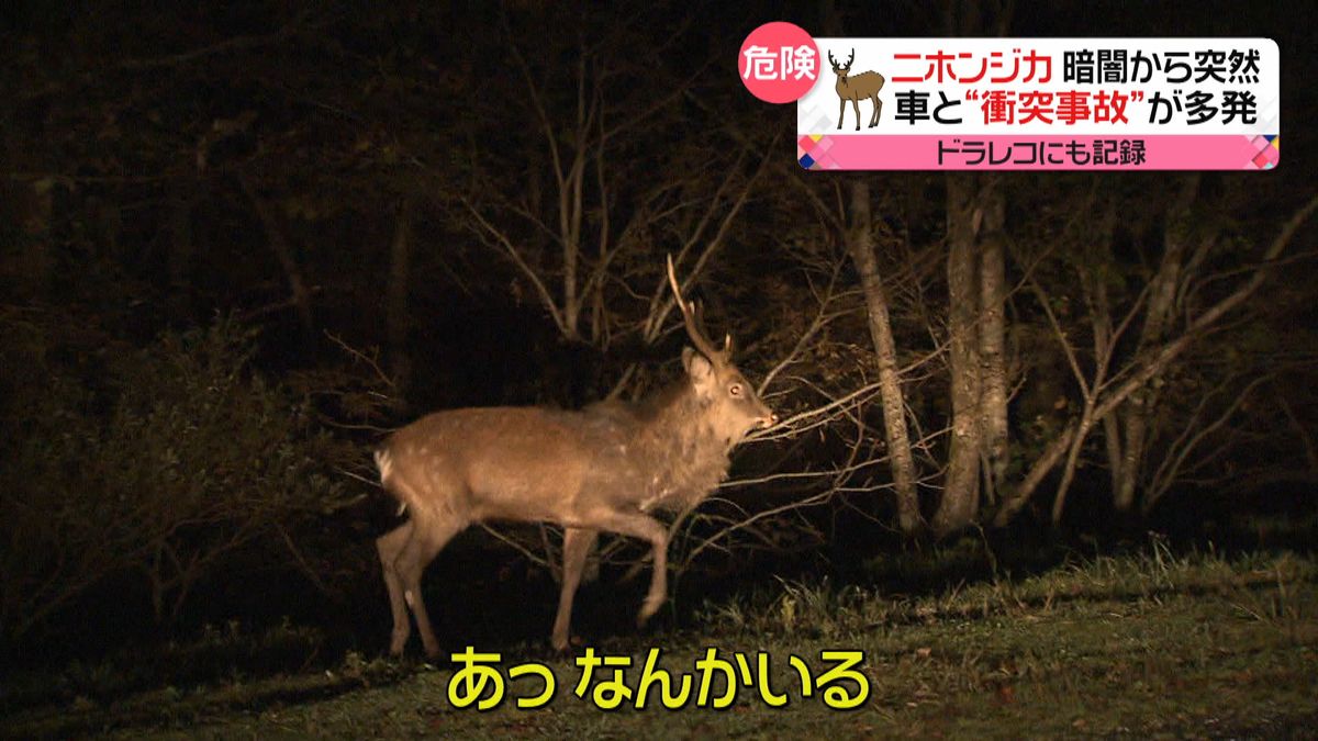 ニホンジカとの衝突事故が多発　自費修理も