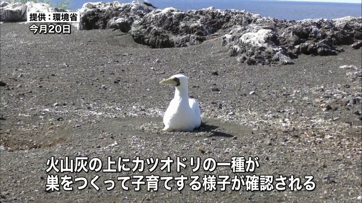 西之島で初の上陸調査　画像公開…鳥や虫は