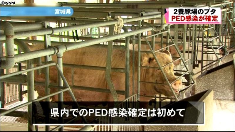 宮城県で豚流行性下痢、９００頭超が感染か