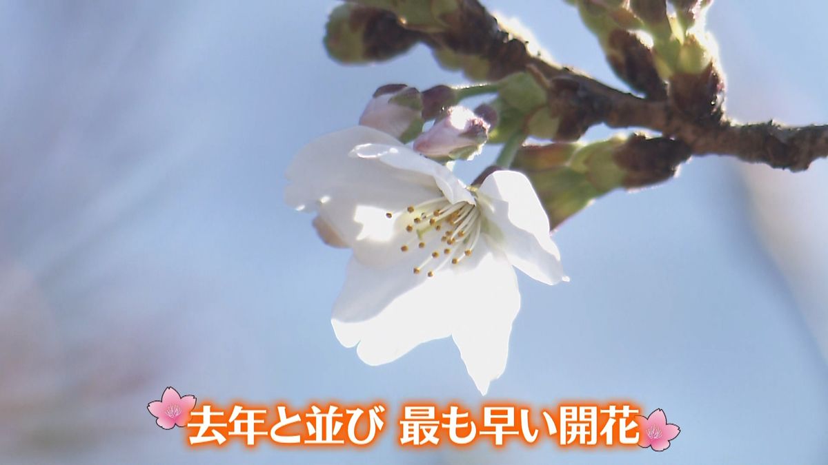 去年と並び最も早く…東京で桜「開花」発表