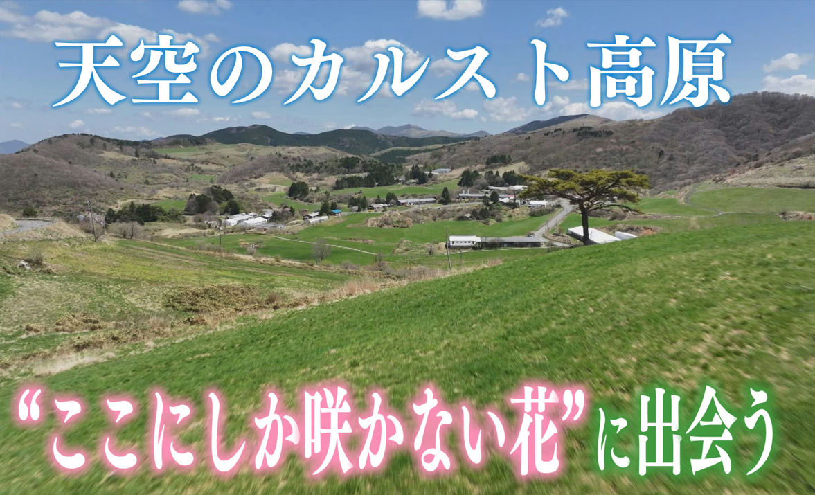 酪農家直営のミルク園も再開！「四国カルスト」に待ちわびた春…大野ヶ原でしか咲かない花“コスモ”とは